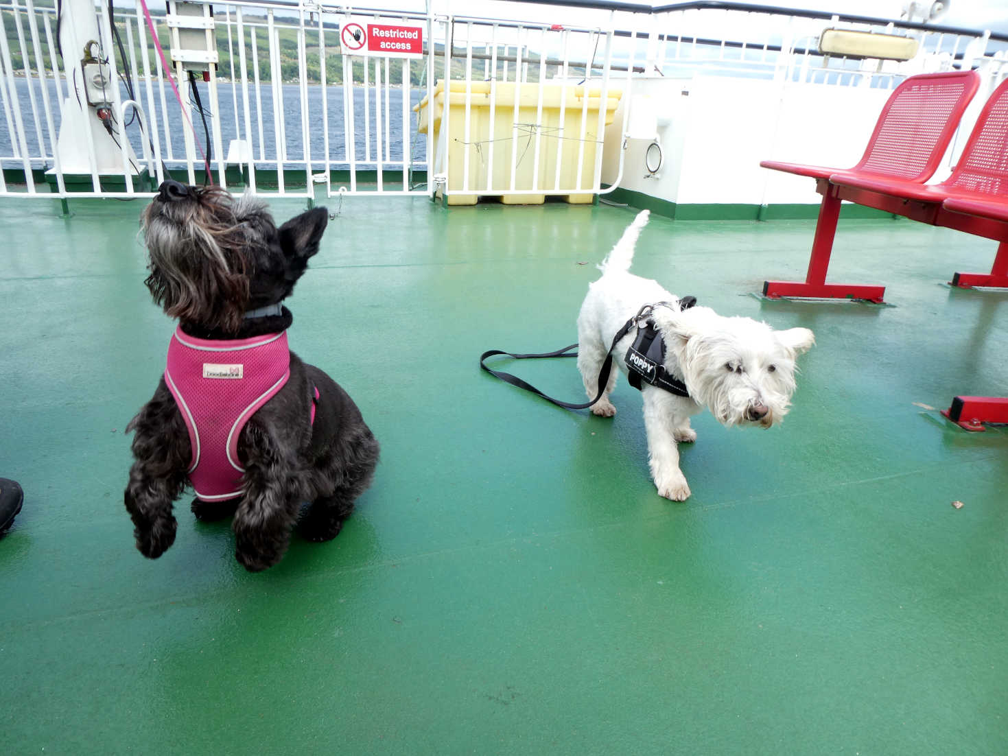 Poppy the Westie meets a Scotty on the MV Bute