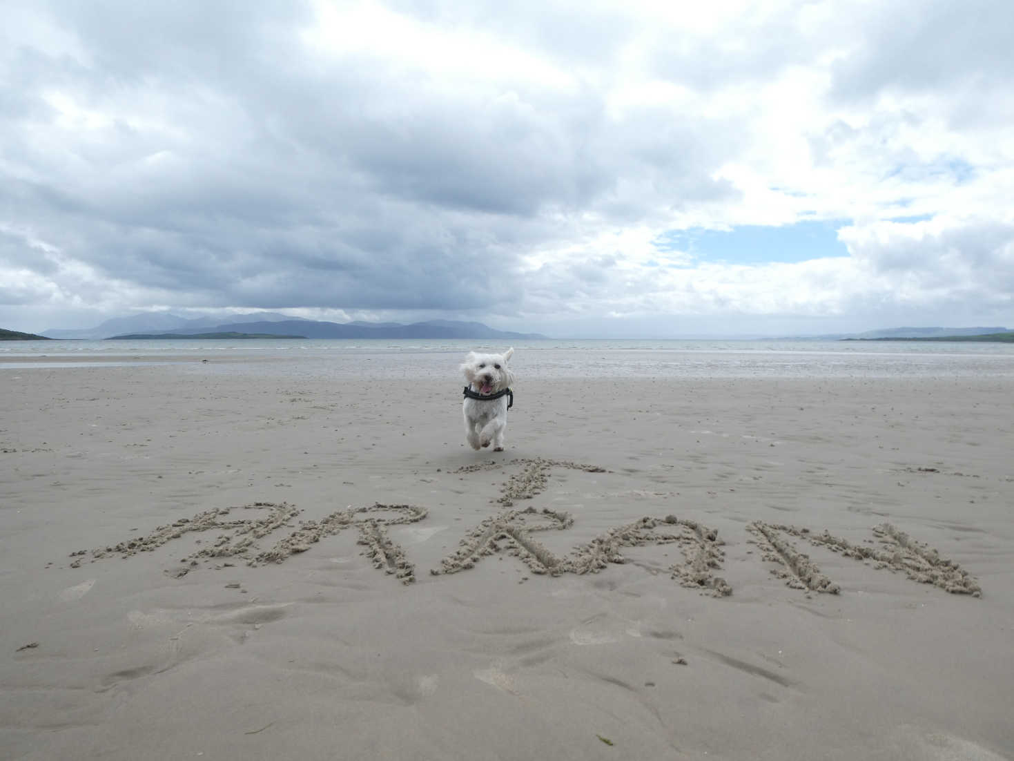 Poppy the Westie on Ettrick Bay Arran in distance