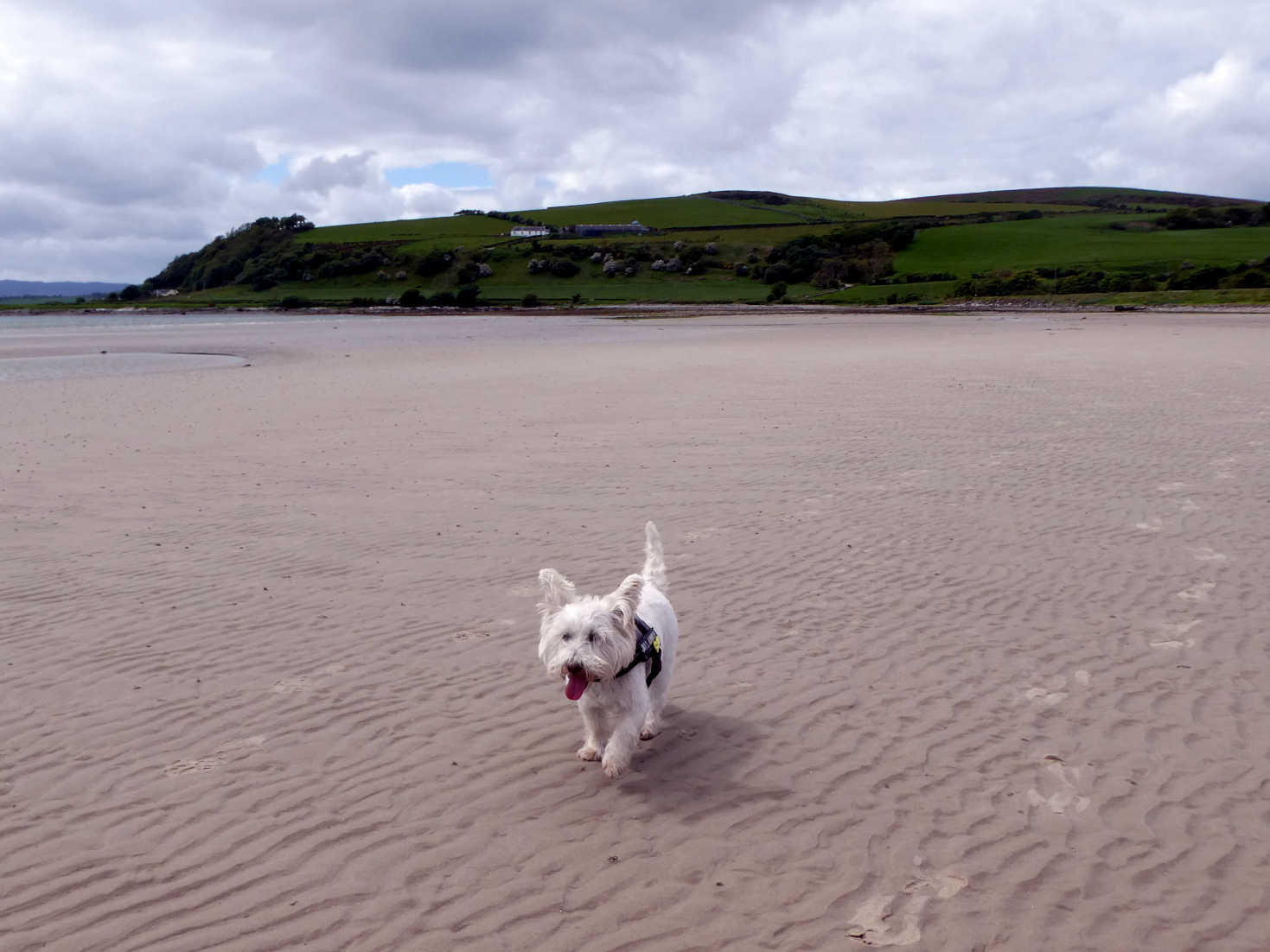 Poppy the Westie on Ettrick Beach with kintyre in distance