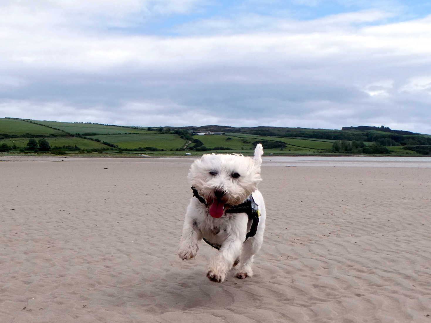 Poppy the Westie running on Ettrick Beach Bute