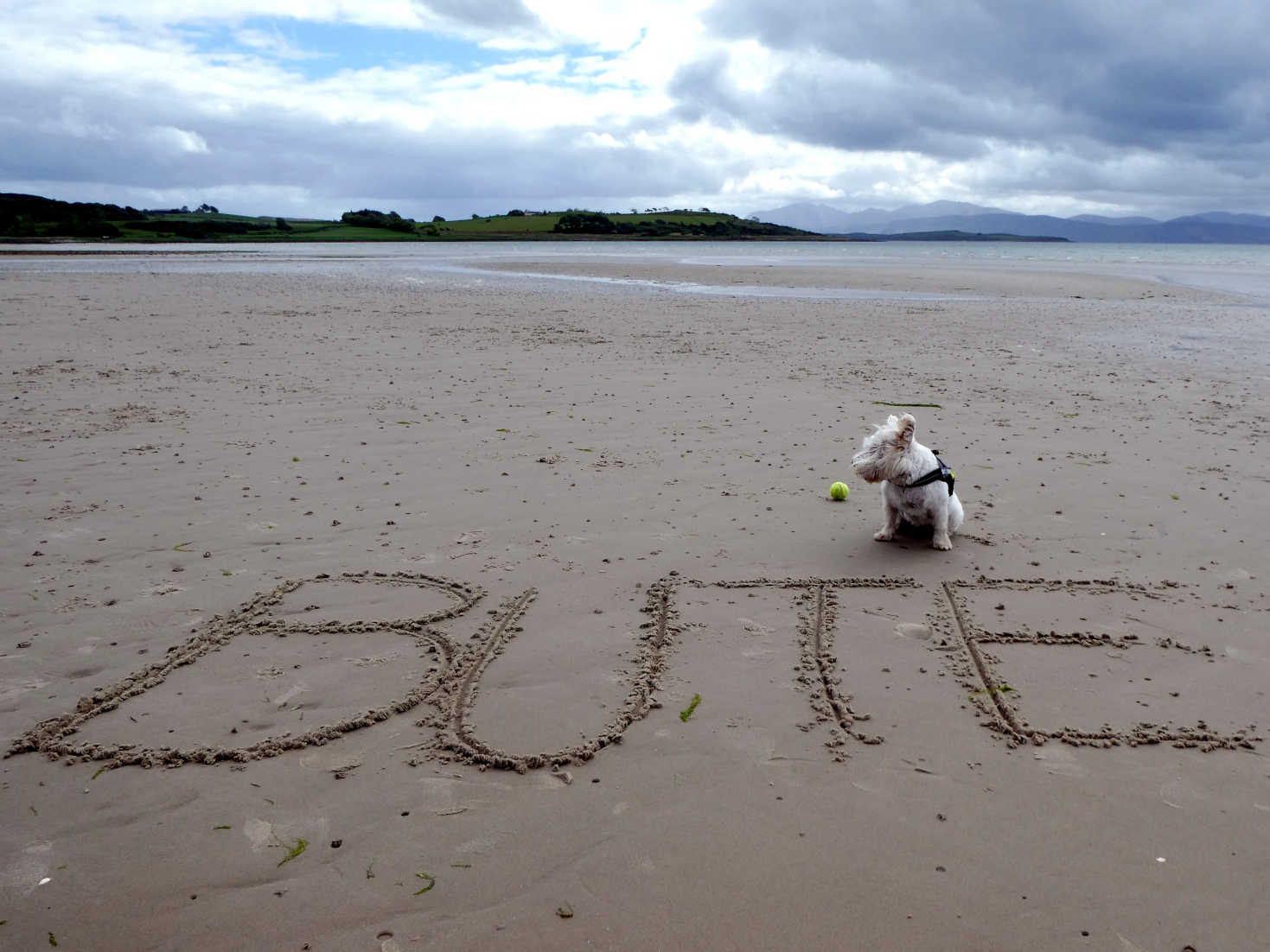 Poppy the Westie spells it out