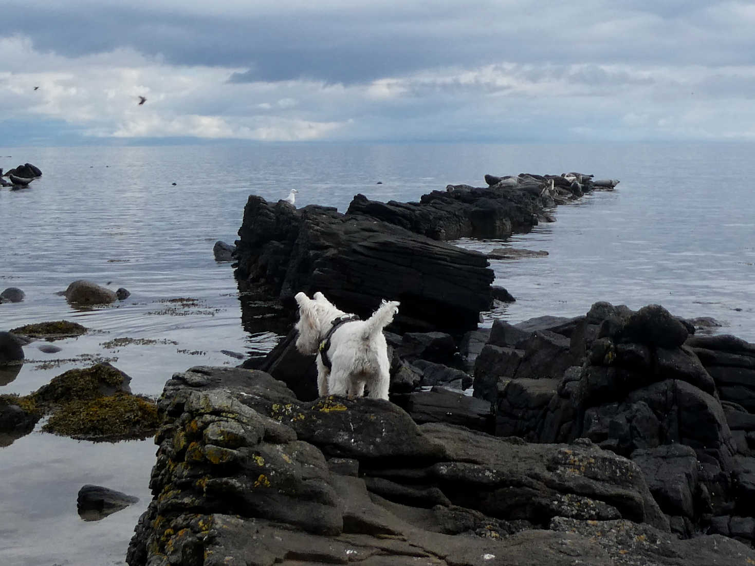 Poppy the Westie tryies to hunt the sealmonsters at Kildonan