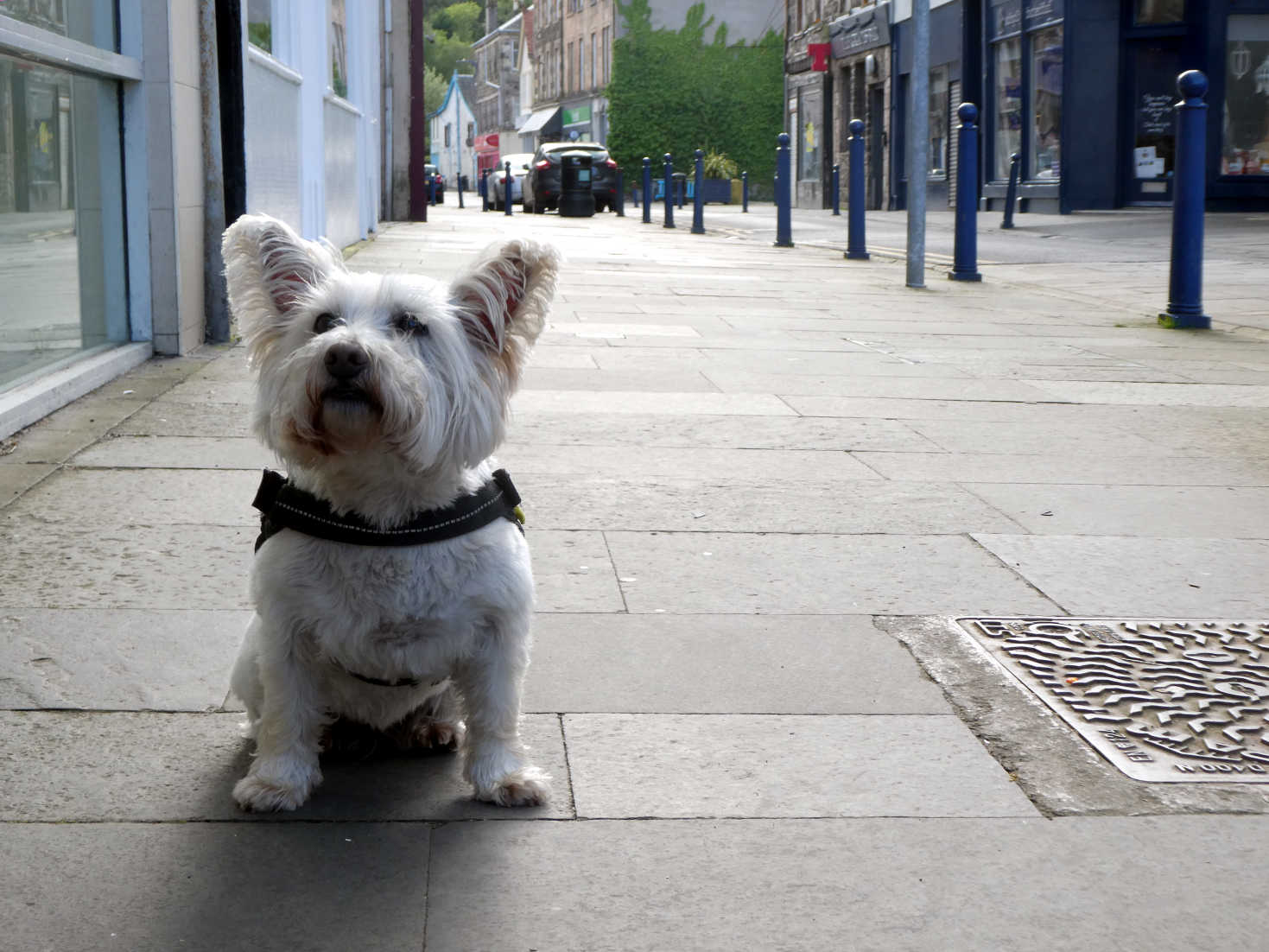 Poppy the Westie waits for mum in Rothesay