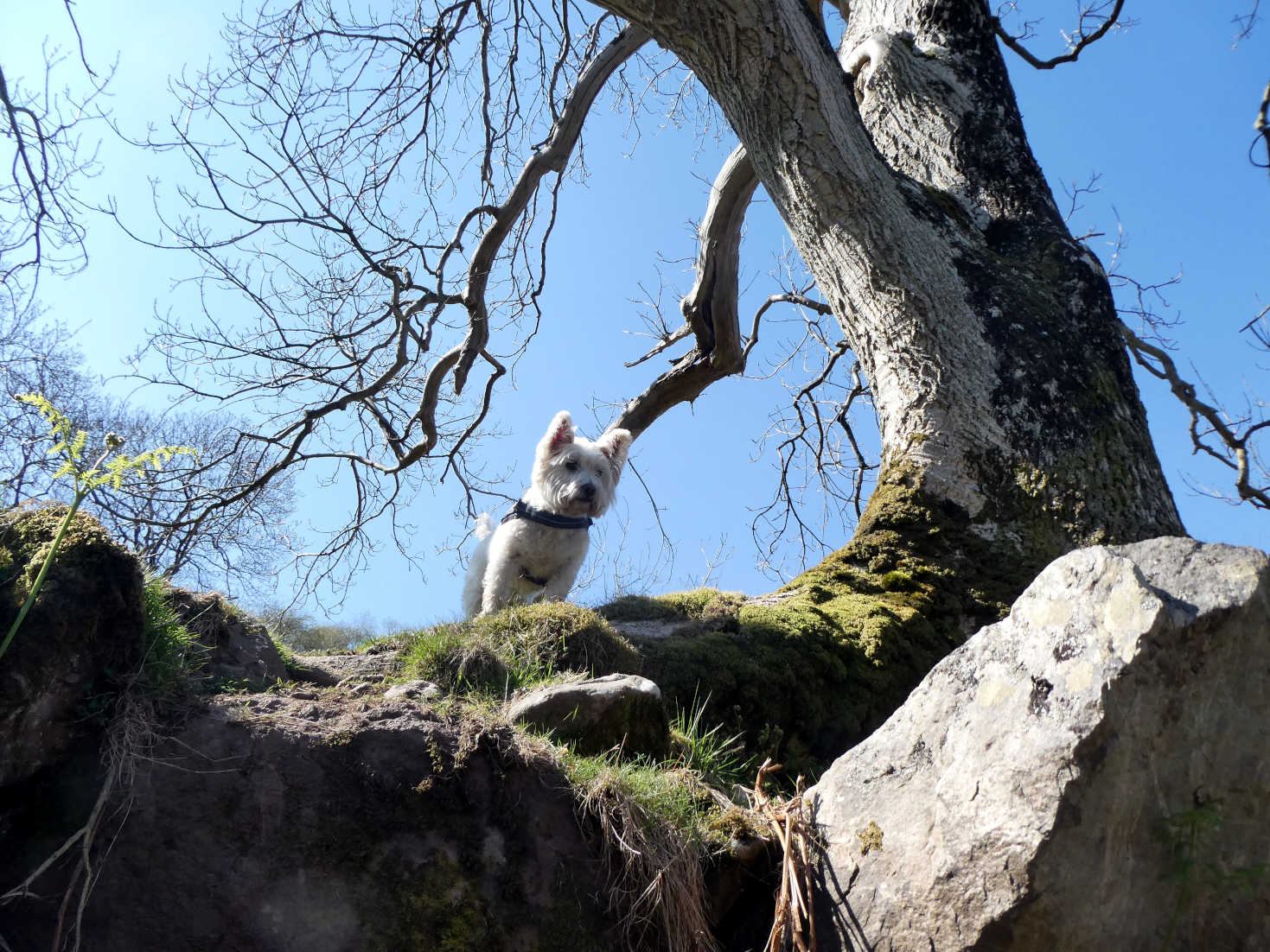 poppy the westie above fairy glen arran