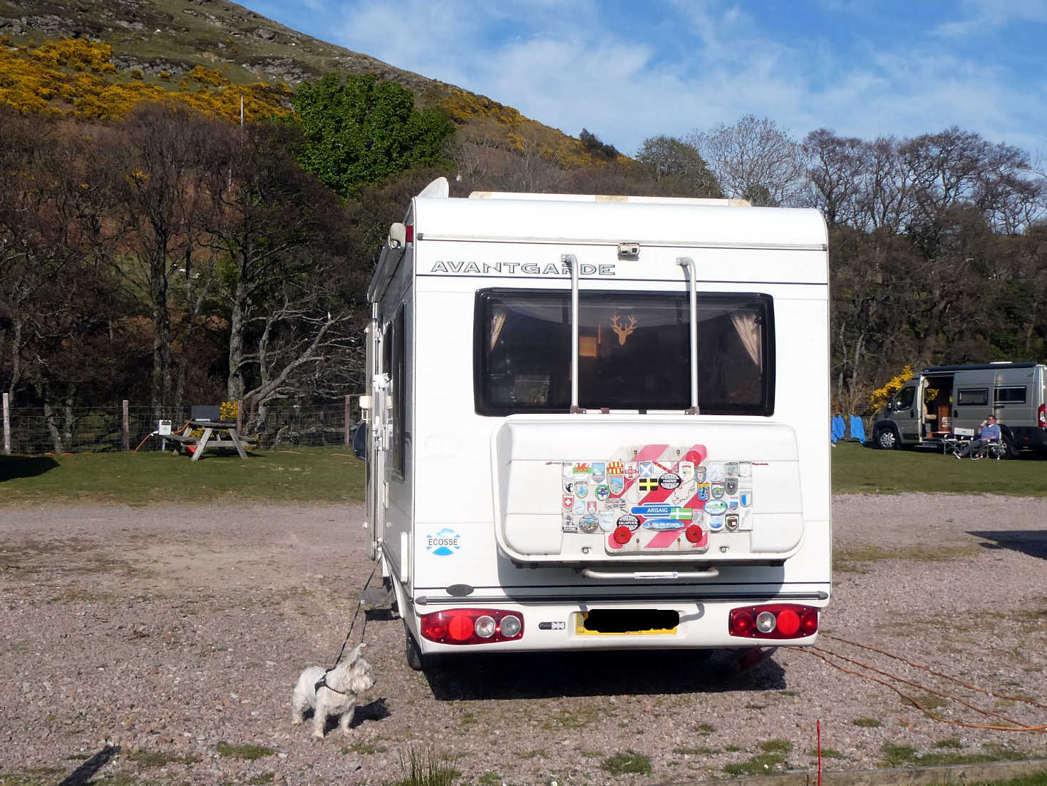 poppy the westie and betsy back at Lochranza