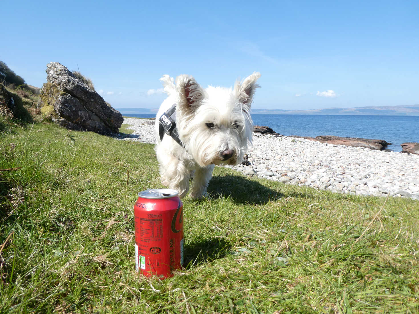 poppy the westie at picnic on arrans north shore