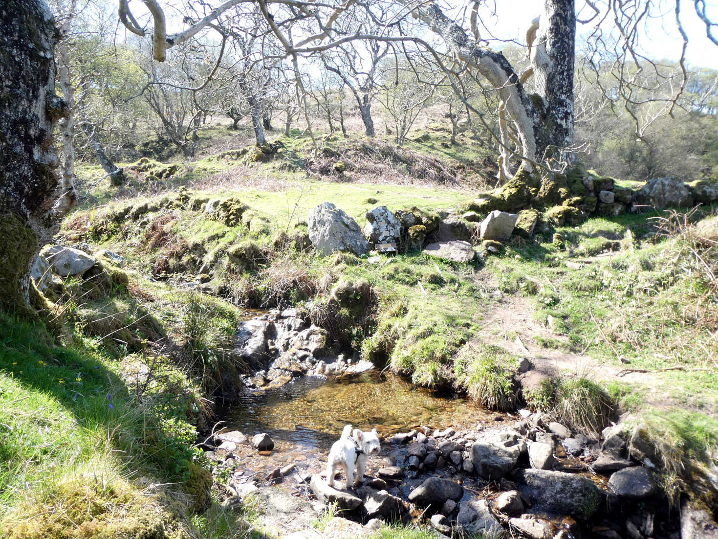 poppy the westie has a drink at fairy glen arran