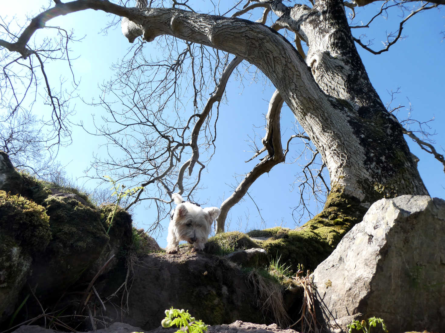 poppy the westie jumps down to fairy glen arran