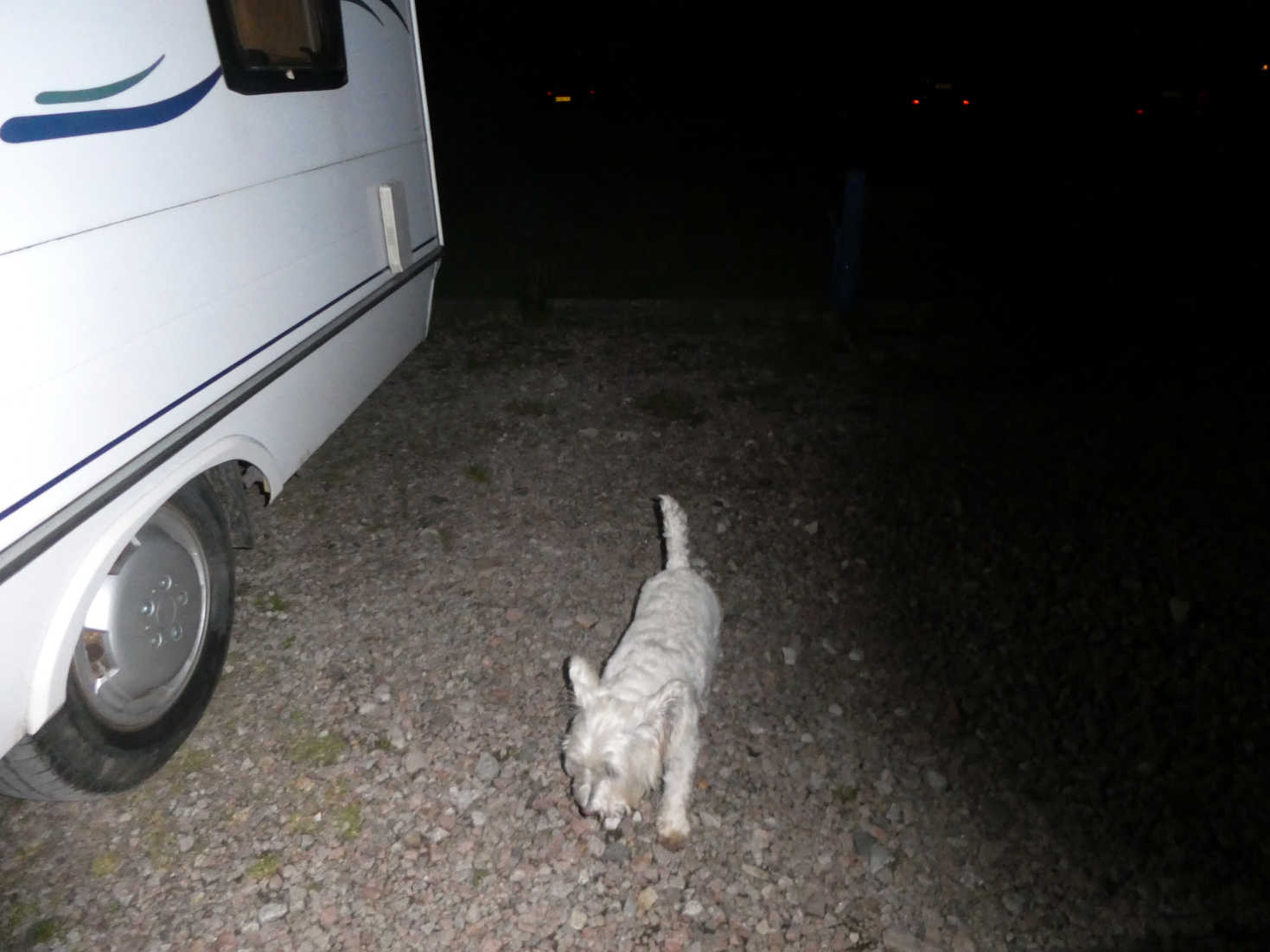 poppy the westie last walk in Lochranza