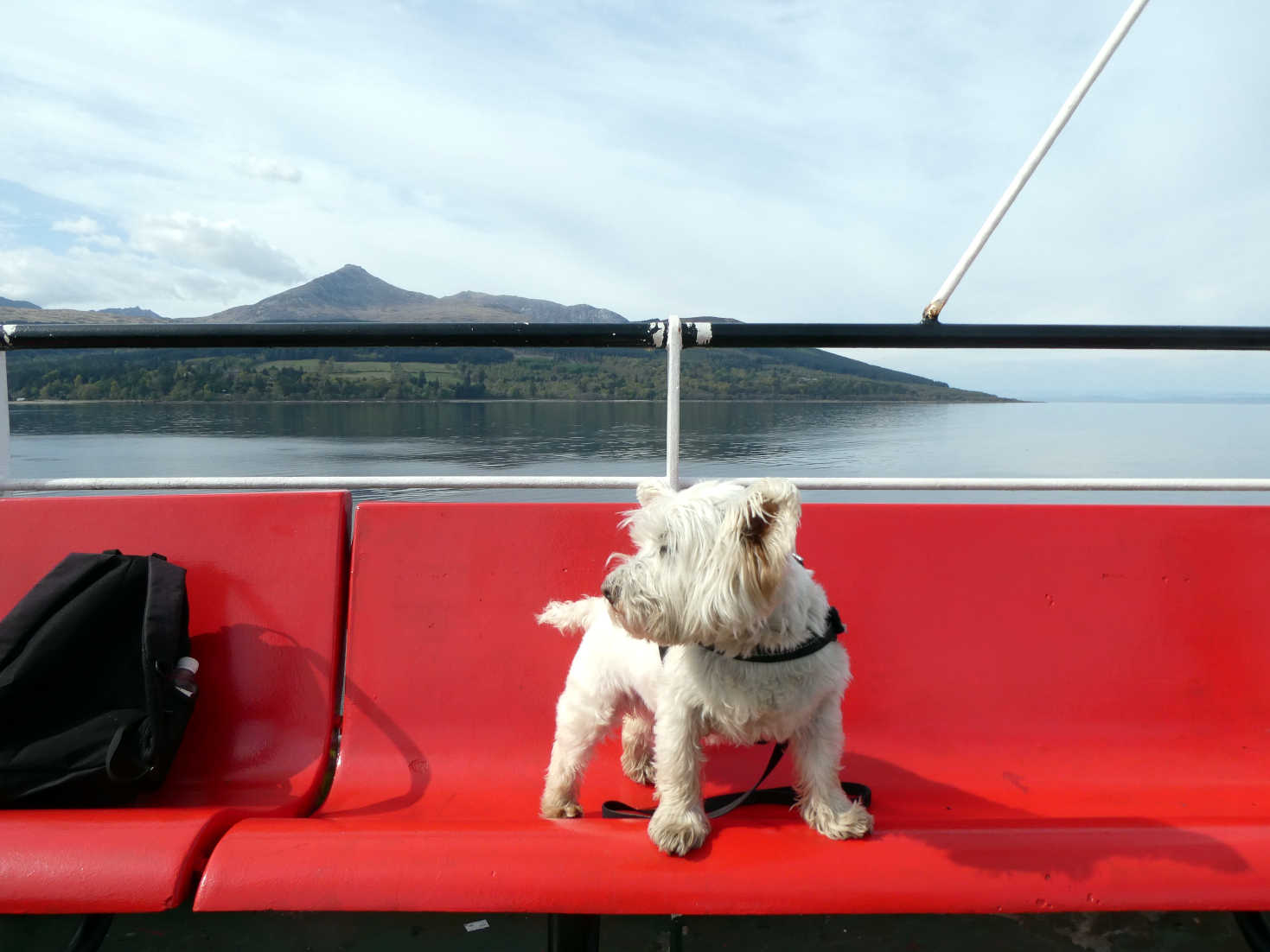 poppy the westie on bench comming into Arran
