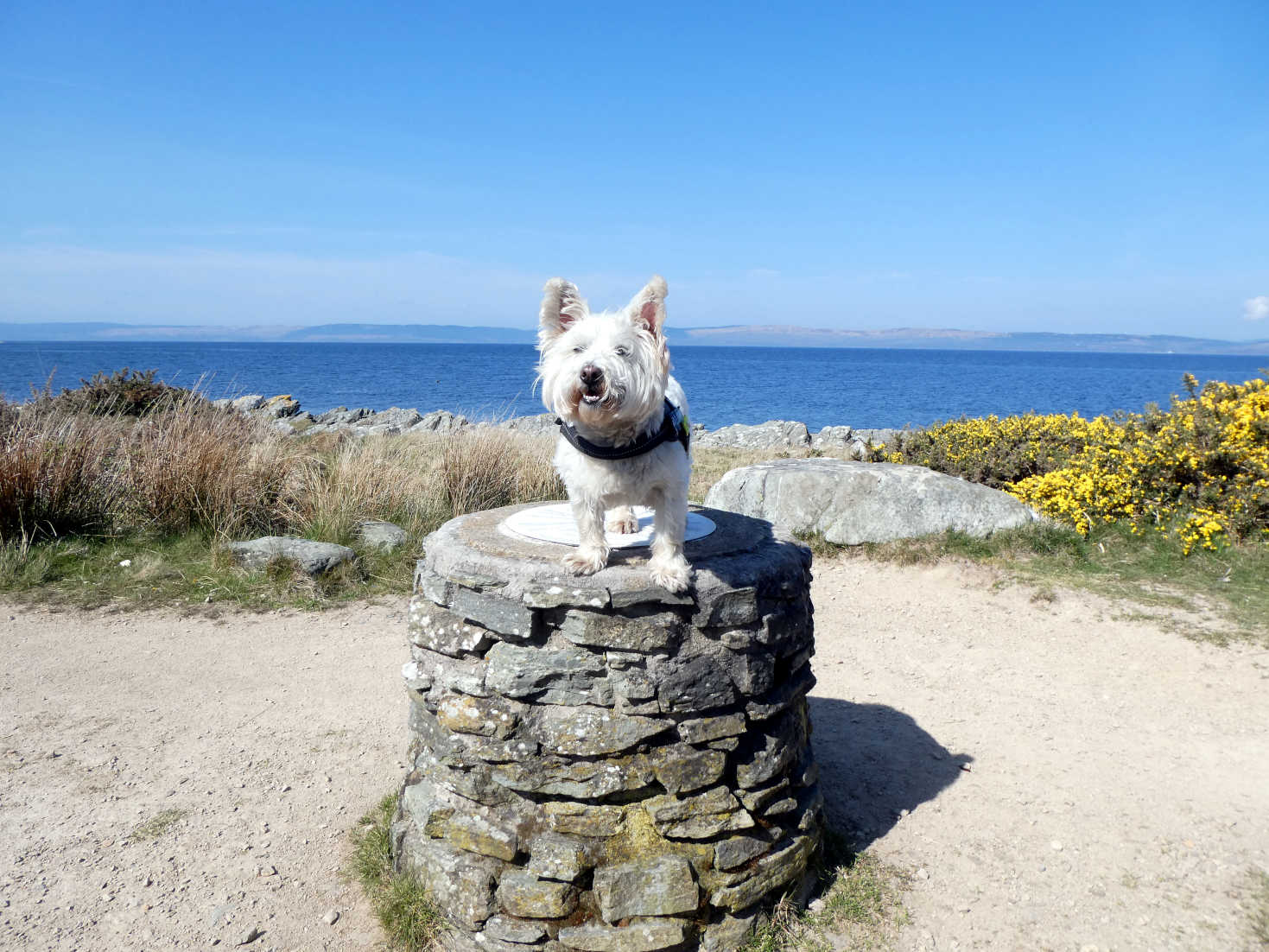 poppy the westie on marker near lochranza