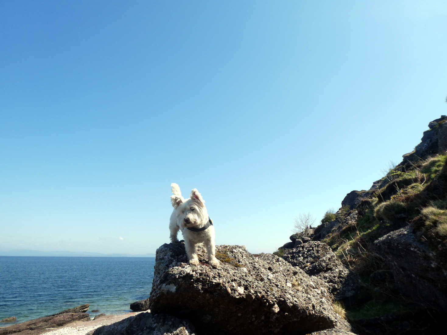 poppy the westie on rock at picnic beach arran