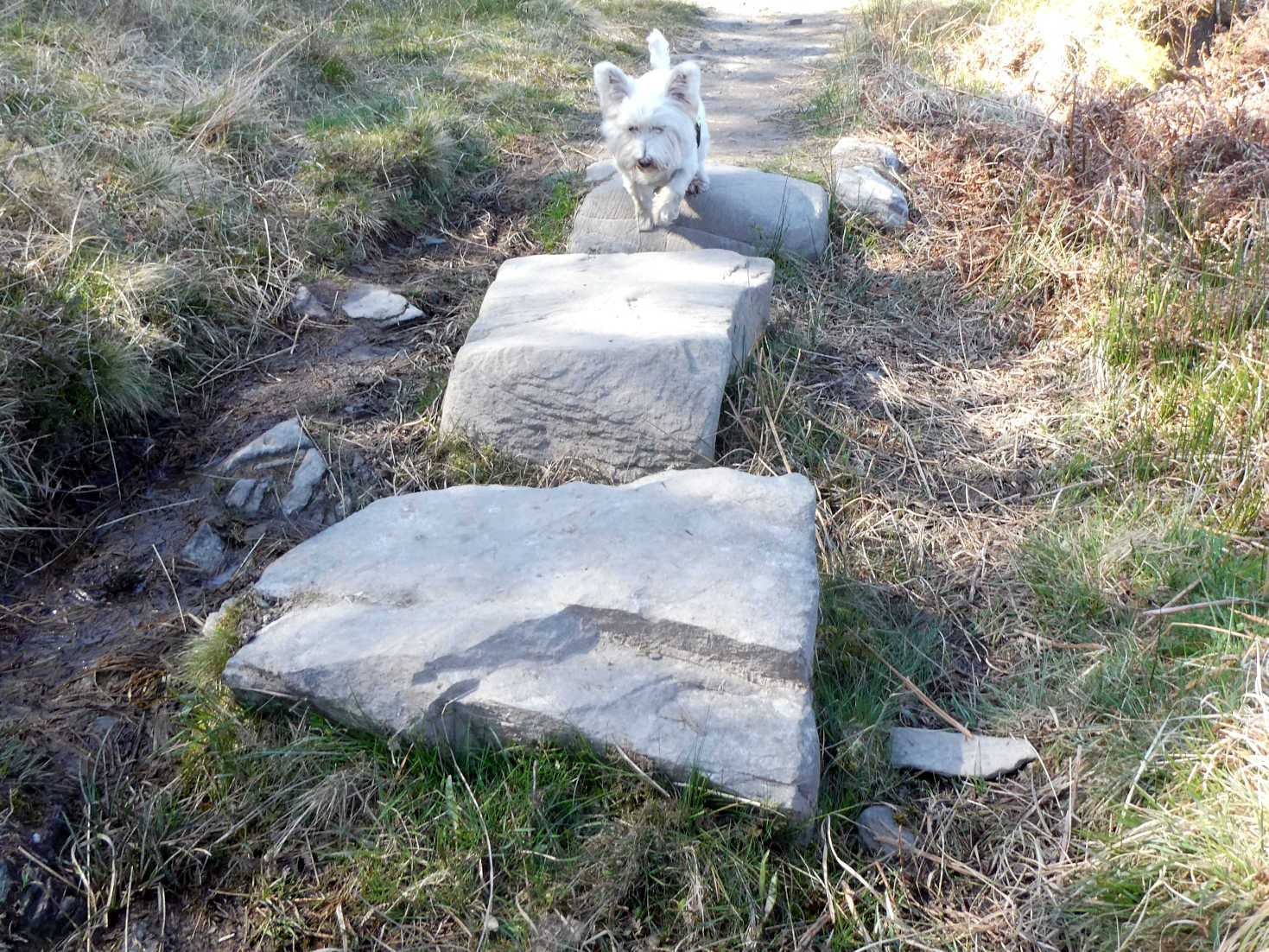 poppy the westie on stepping stones going to fairy glen
