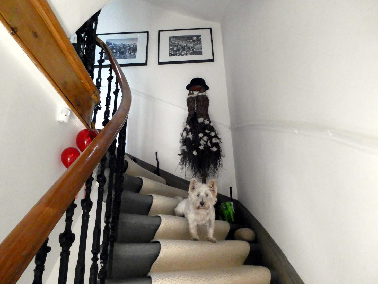 poppy the westie on the bottom stairs