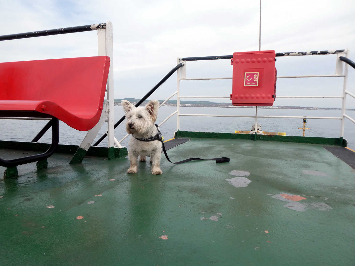 poppy the westie on top deck of the Brodick Ferry