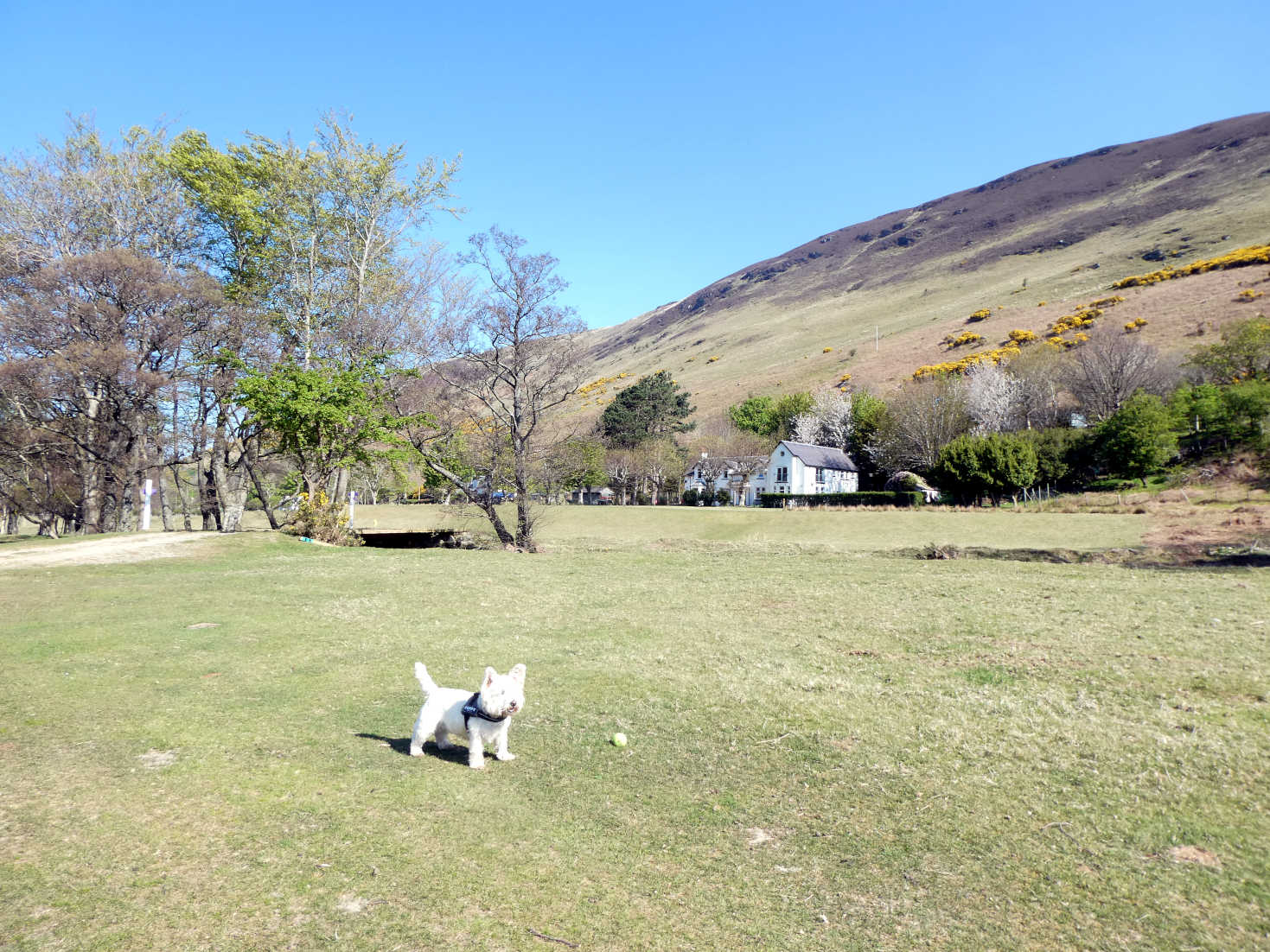 poppy the westie playing ball back at lochranza golf course