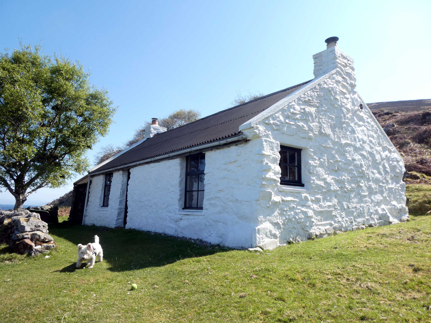 poppy the westie plys ball in a cottage garden Lochranza