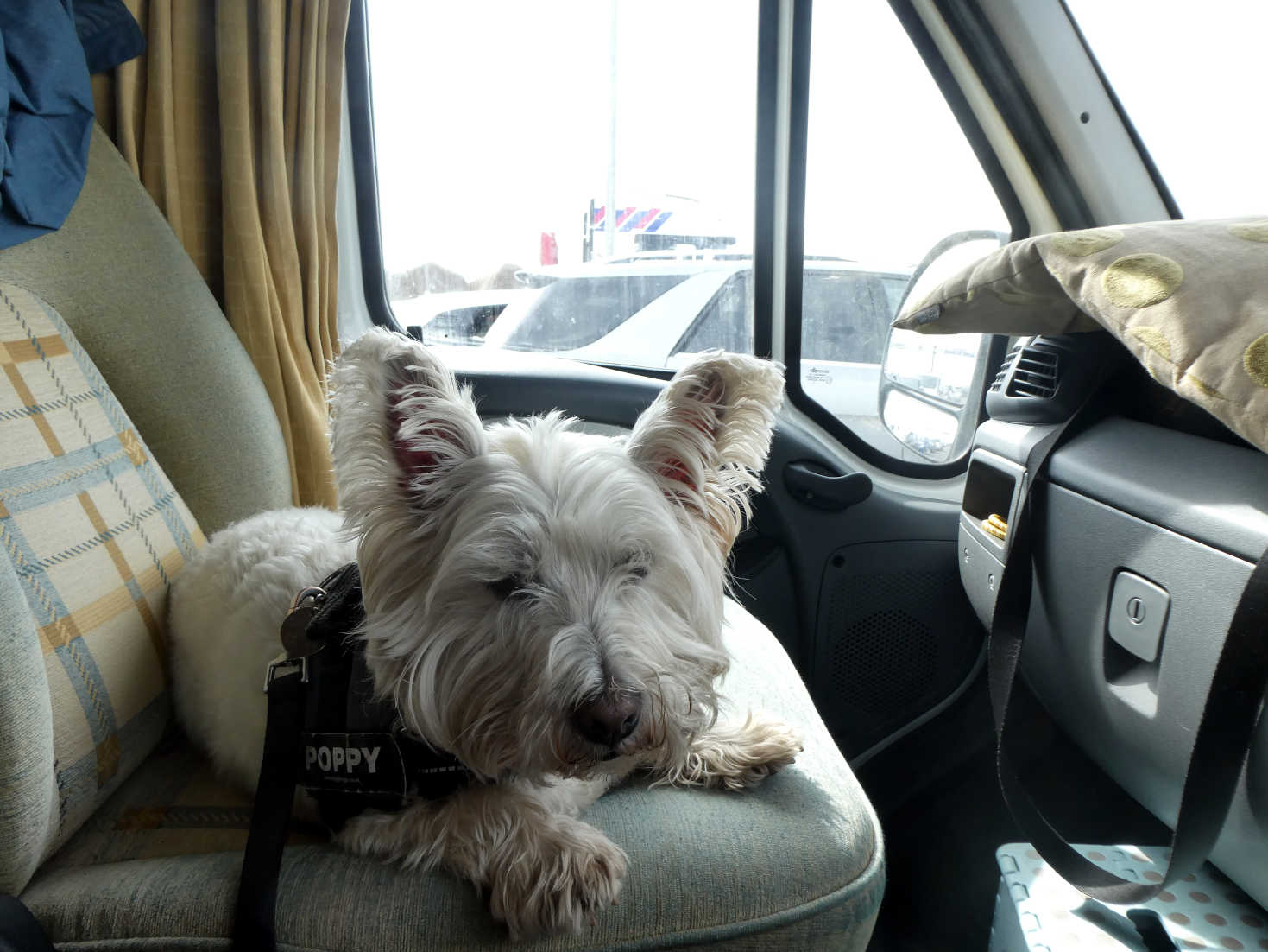 poppy the westie resting in Betsy at addrossan