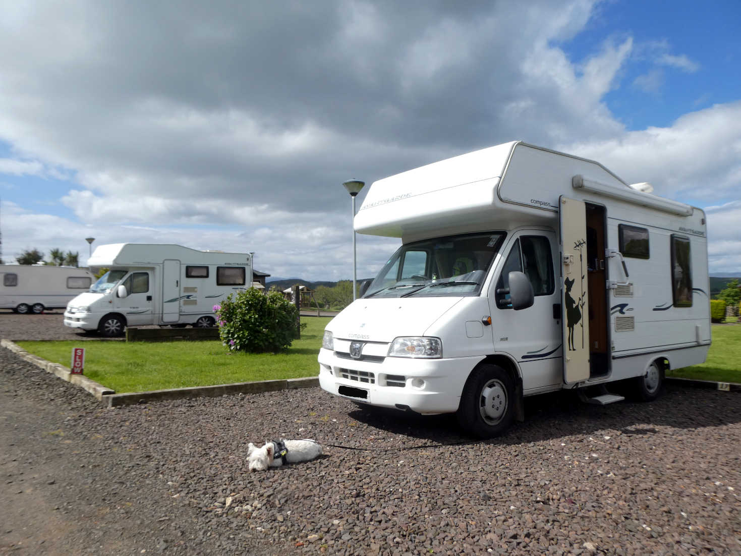 poppy the westie resting next to betsy on Bute