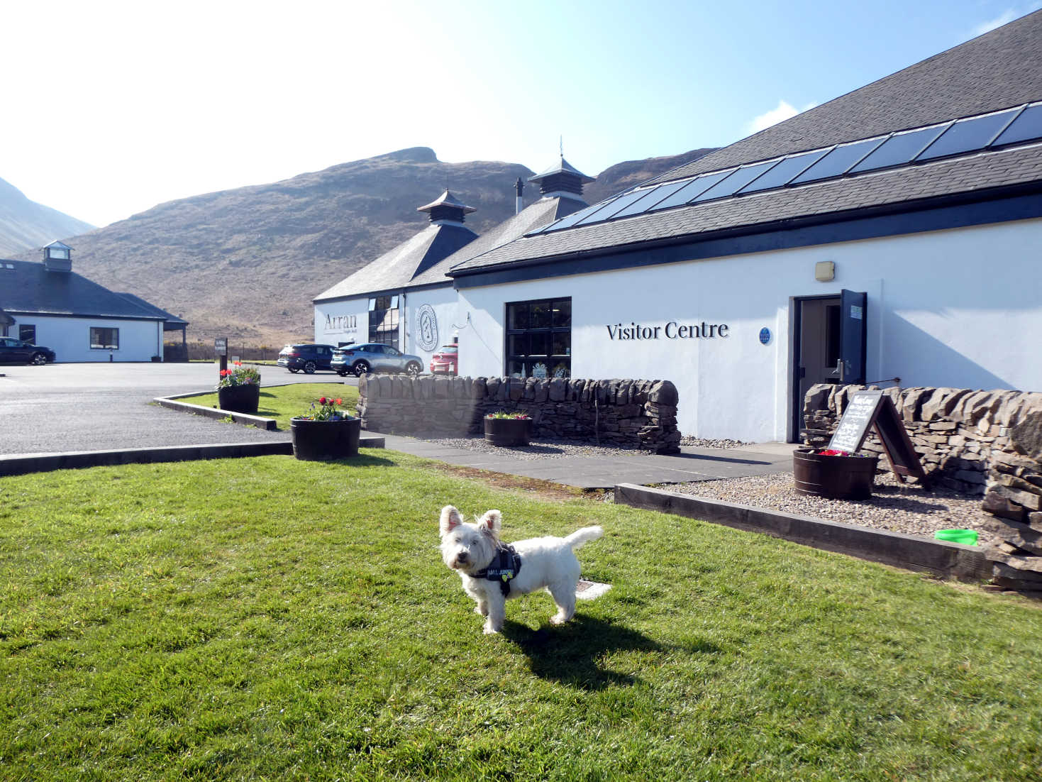 poppy the westie waiting for mum at the lochranza distillery