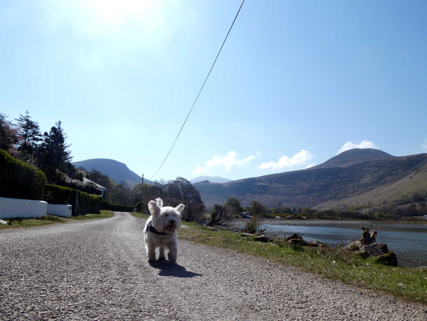 poppy the westie walking in lochranza