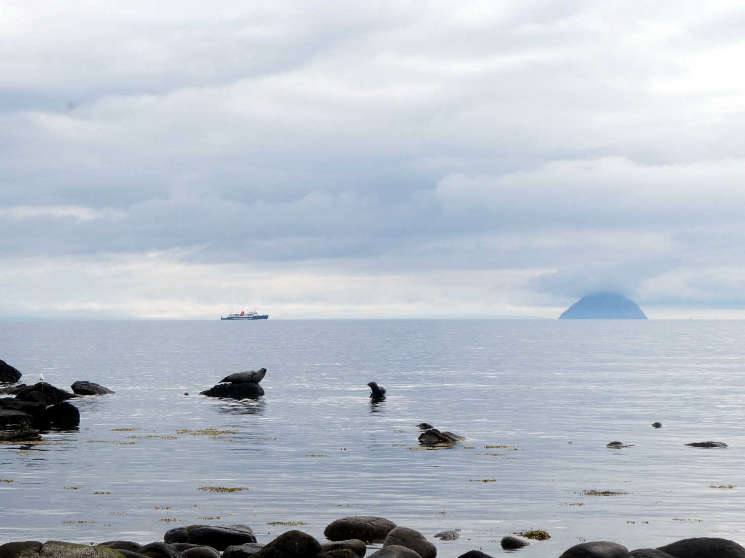 sealmonsters ailsa craig and calmac ferry to campbeltown