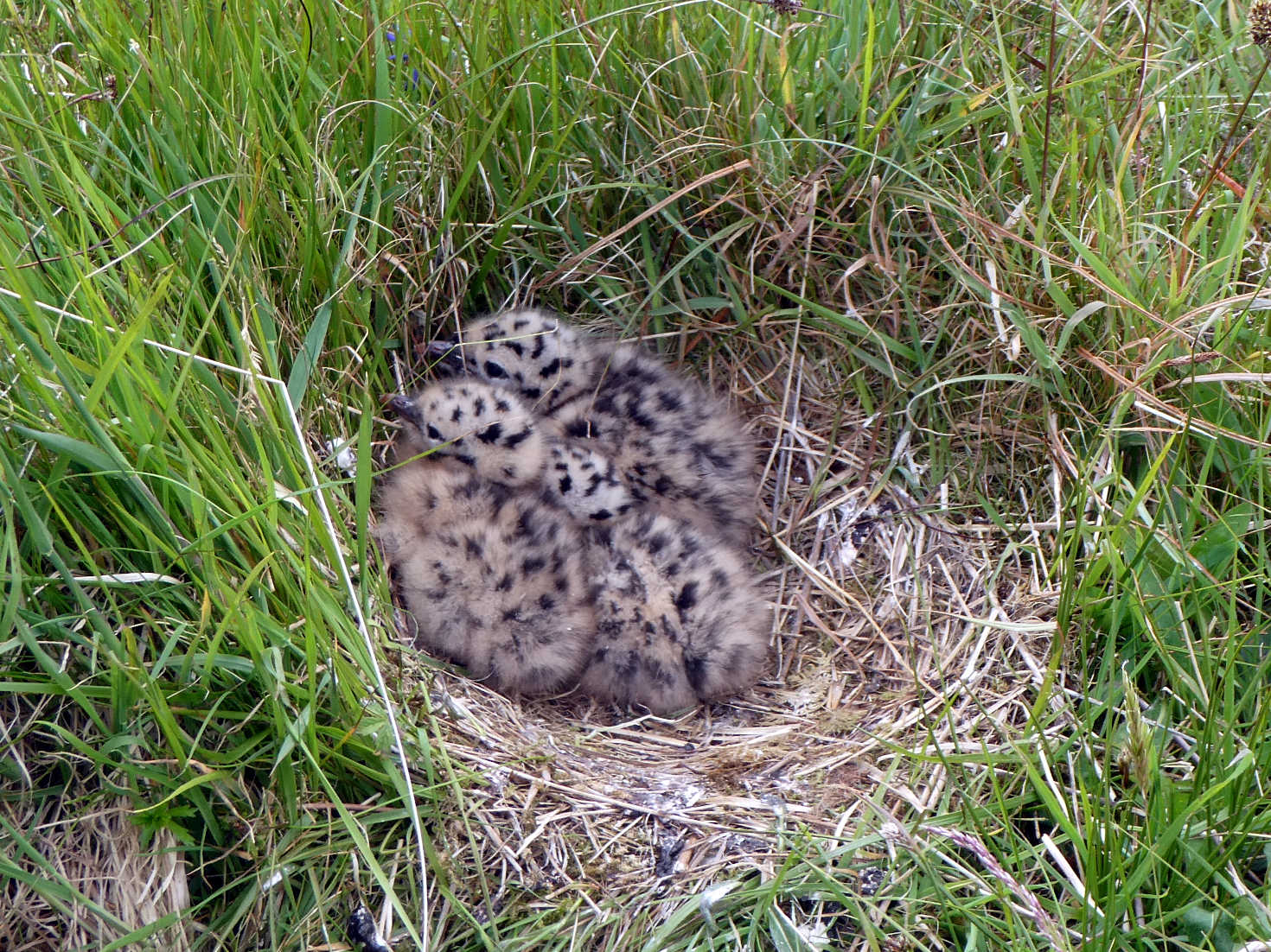 Gull chicks on Salen Beach Mull