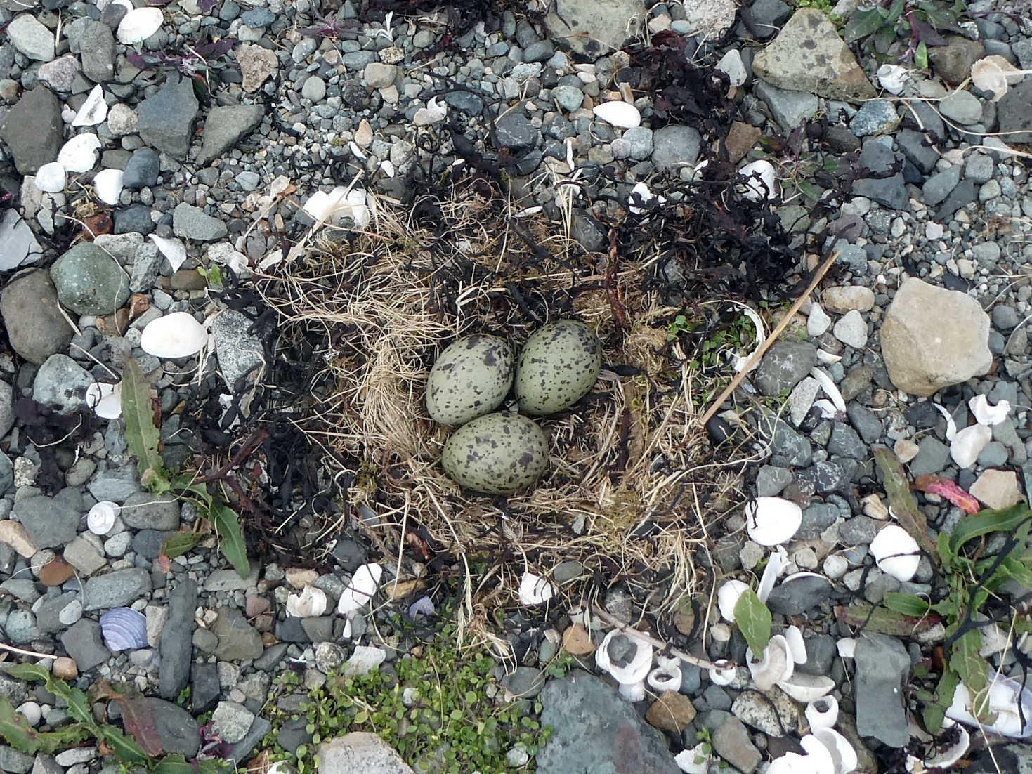 Gull eggs on Salen Beach Mull