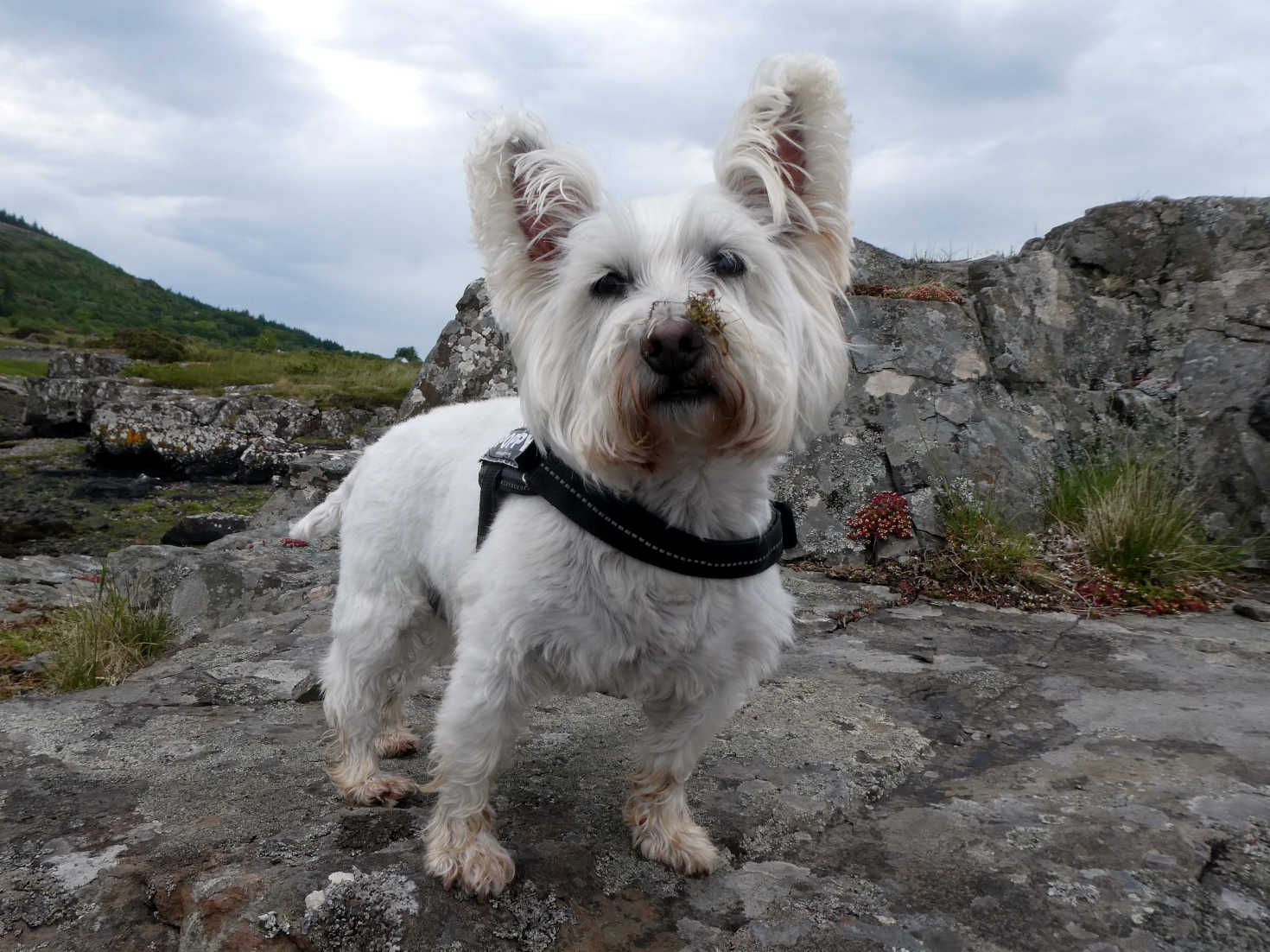 Poppy the Westie after food search at Glenforsa Mull