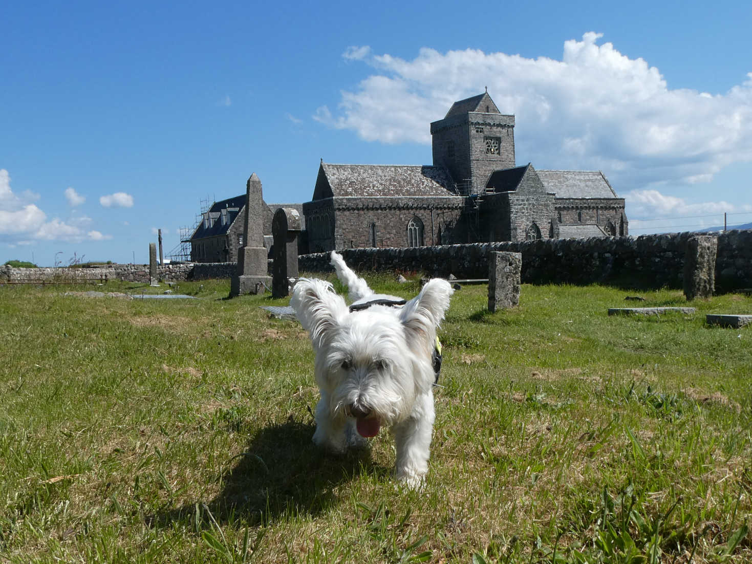 Poppy the Westie and Iona Abbey