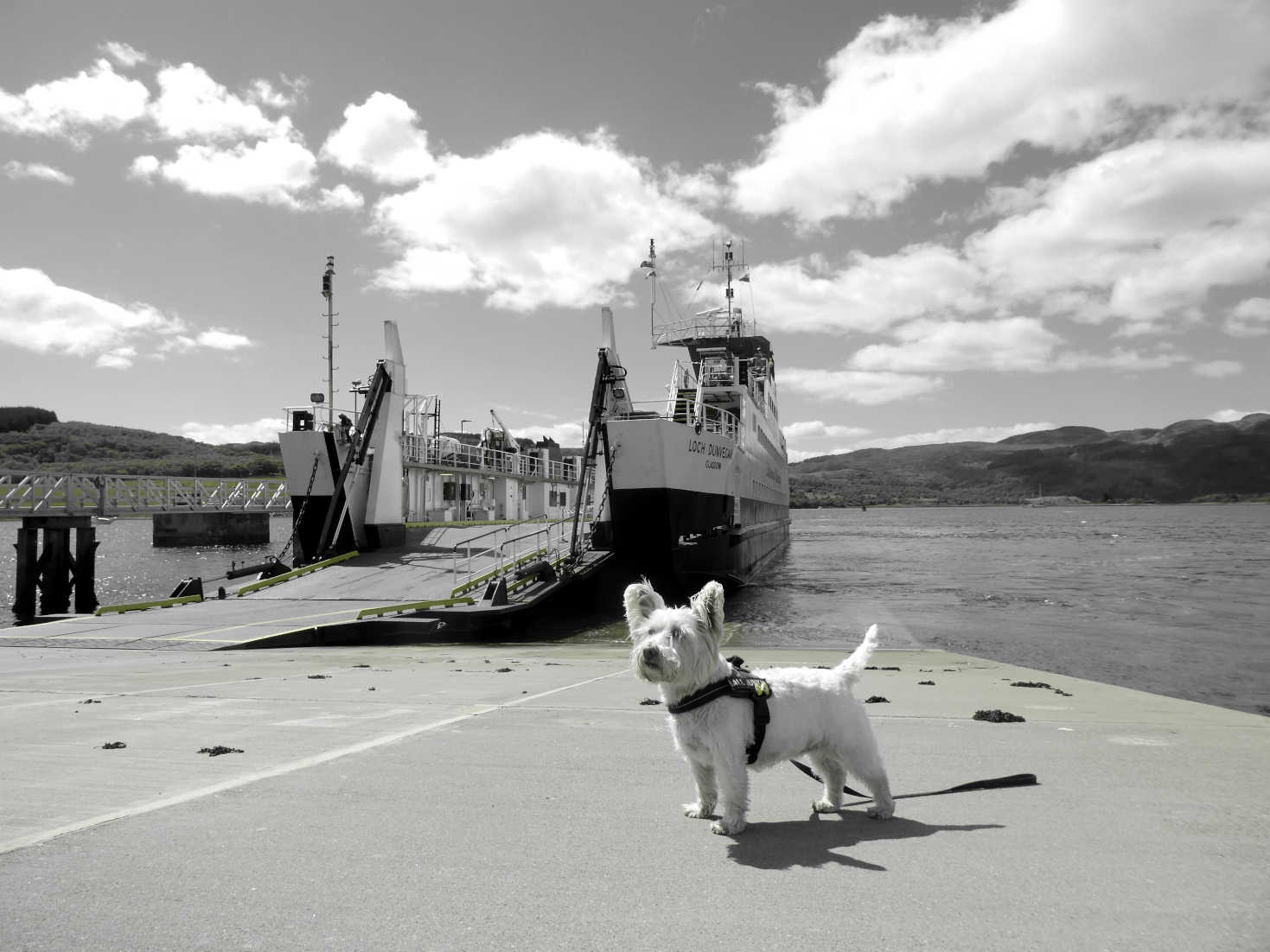 Poppy the Westie and MV Loch Dunvegan B&W