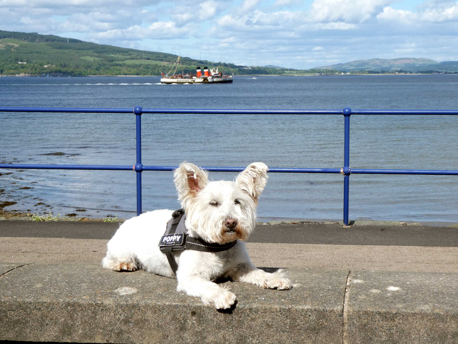 Poppy the Westie and the Waverley