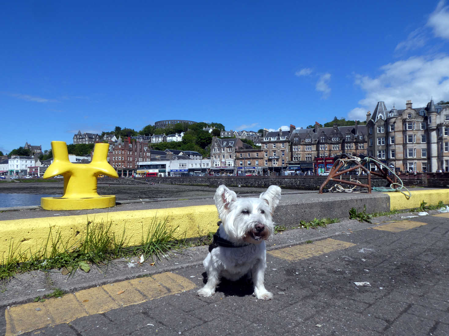 Poppy the Westie at Oban pier 2022