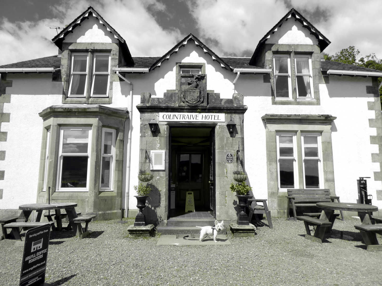 Poppy the Westie at the Colintraive Hotel