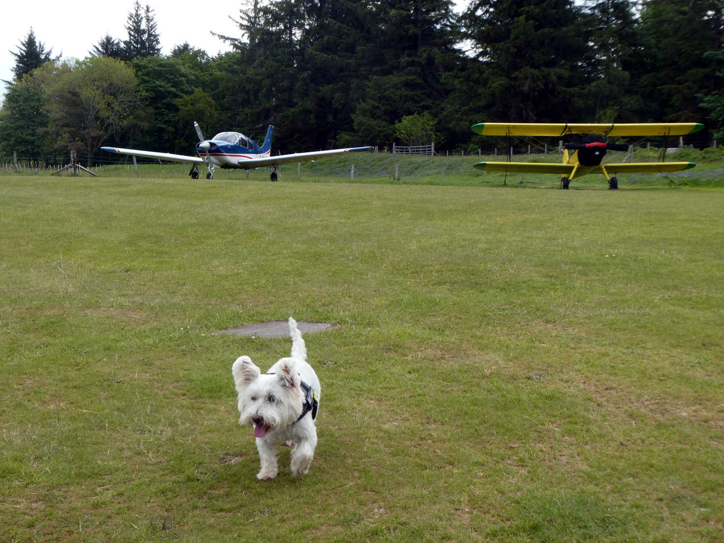 Poppy the Westie checks out the plains at Glenforsa Airfield
