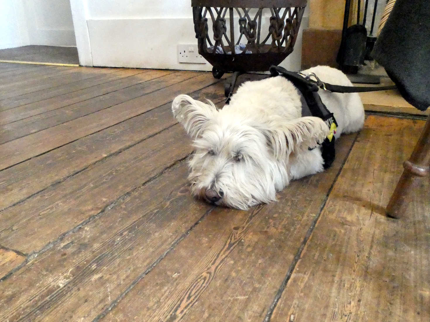 Poppy the Westie chills at the Colintraive Hotel