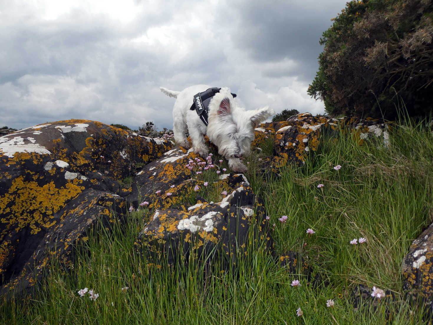 Poppy the Westie climbing down to the river