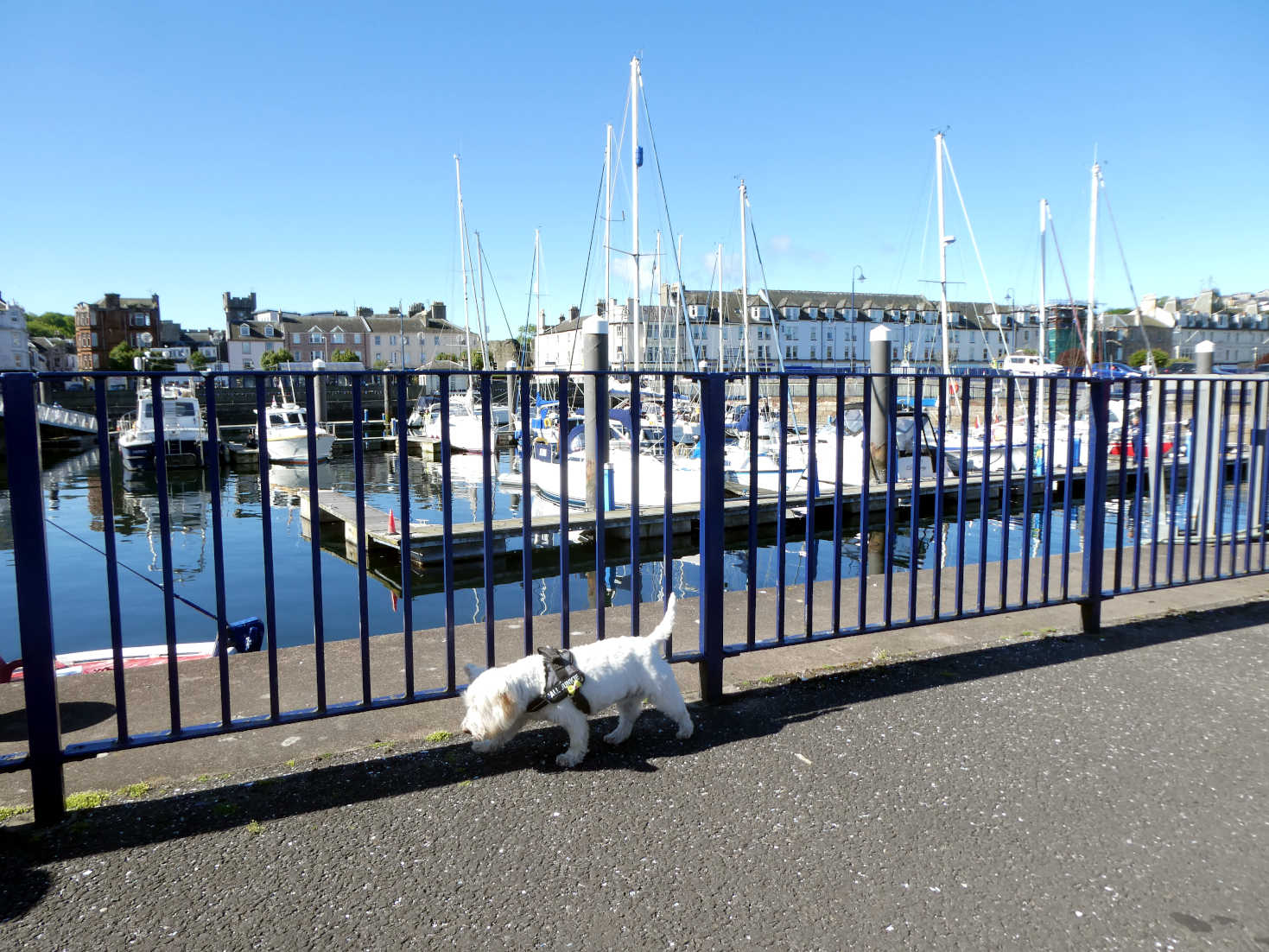 Poppy the Westie explores Rothesay Haven