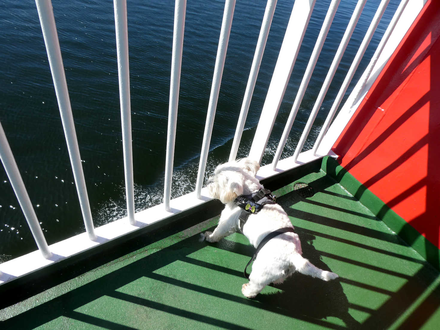 Poppy the Westie explores the MV Argyle