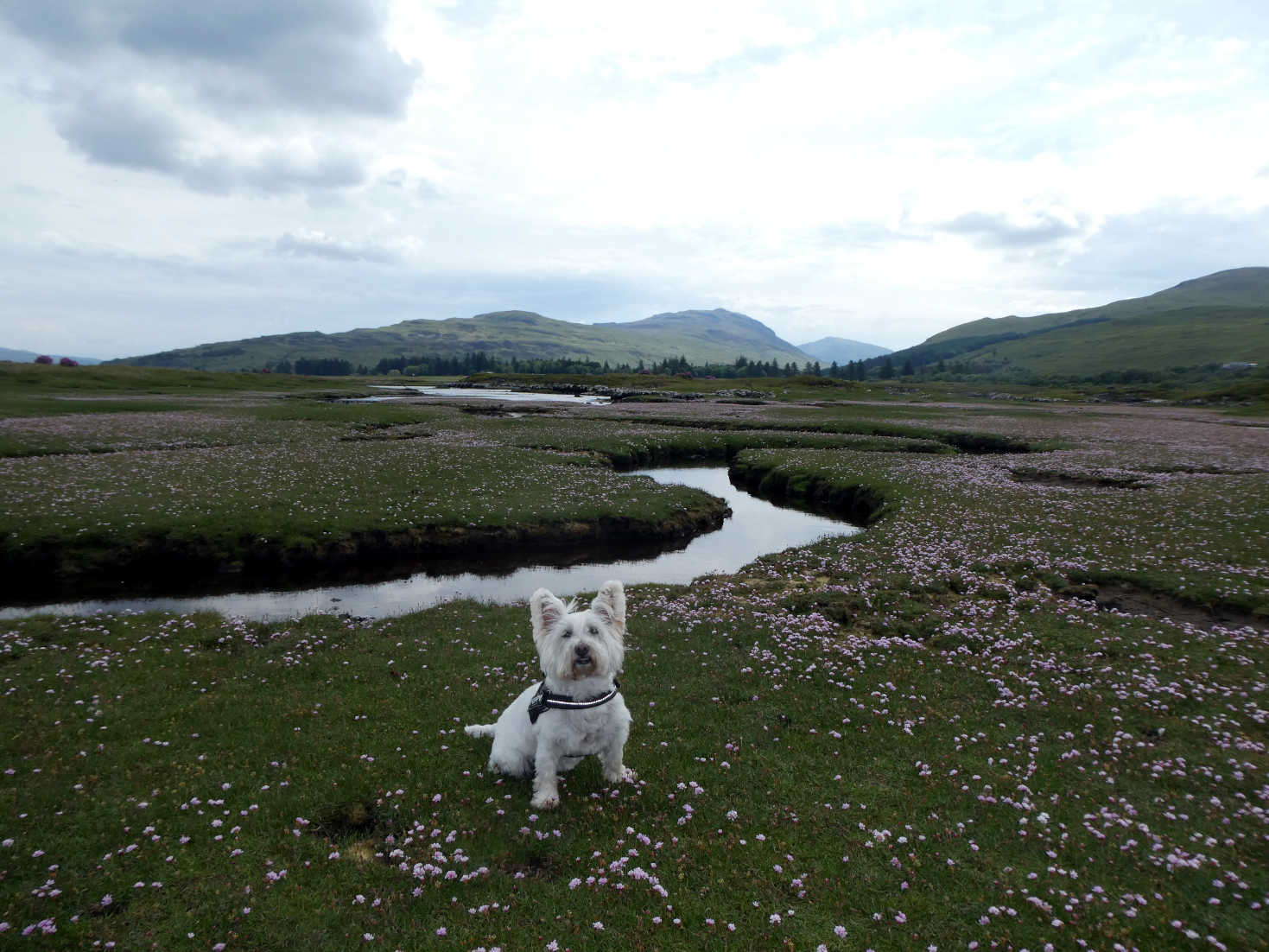 Poppy the Westie findes the river at salen