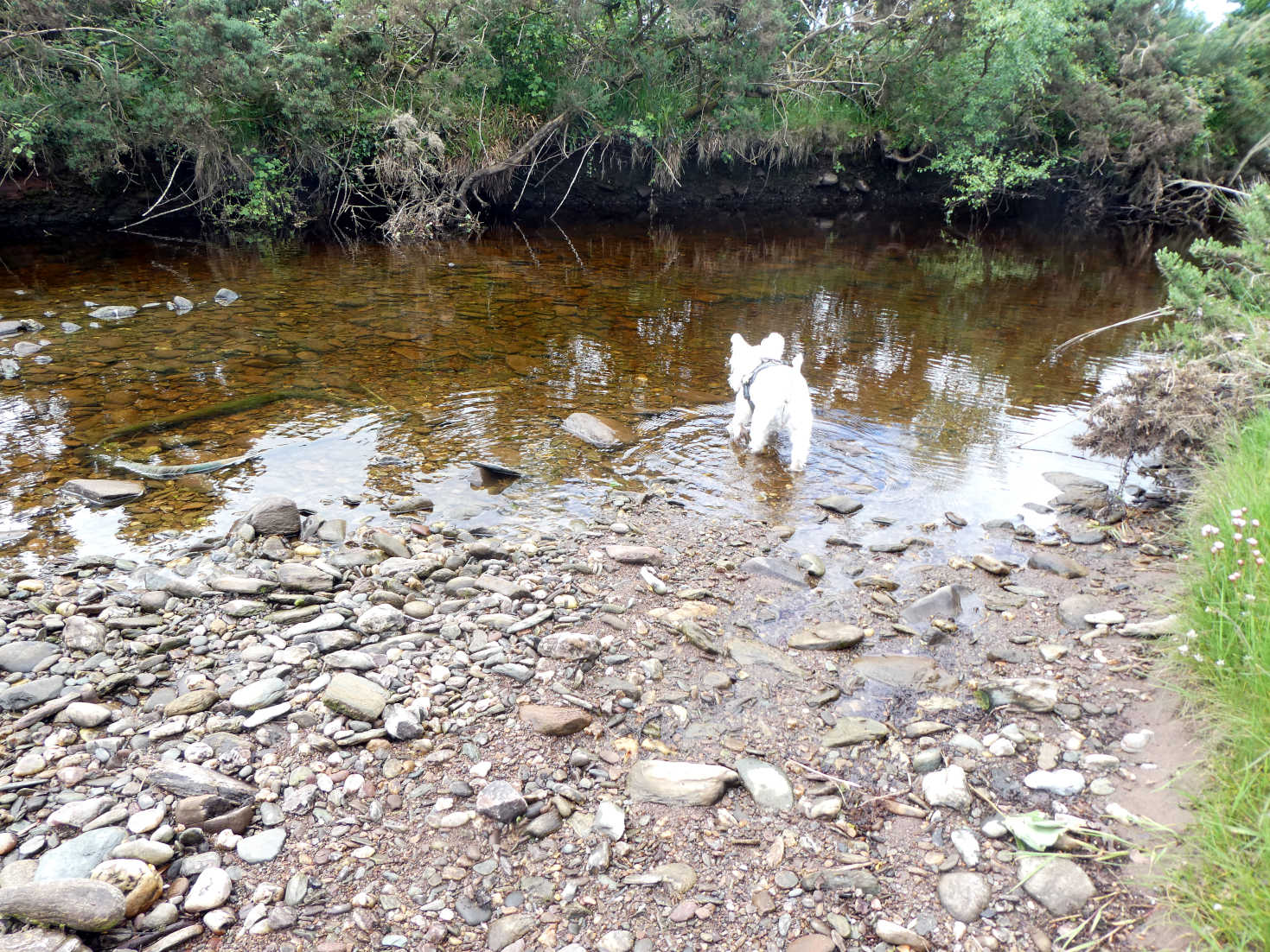 Poppy the Westie gets a well earned drink at Colintraive