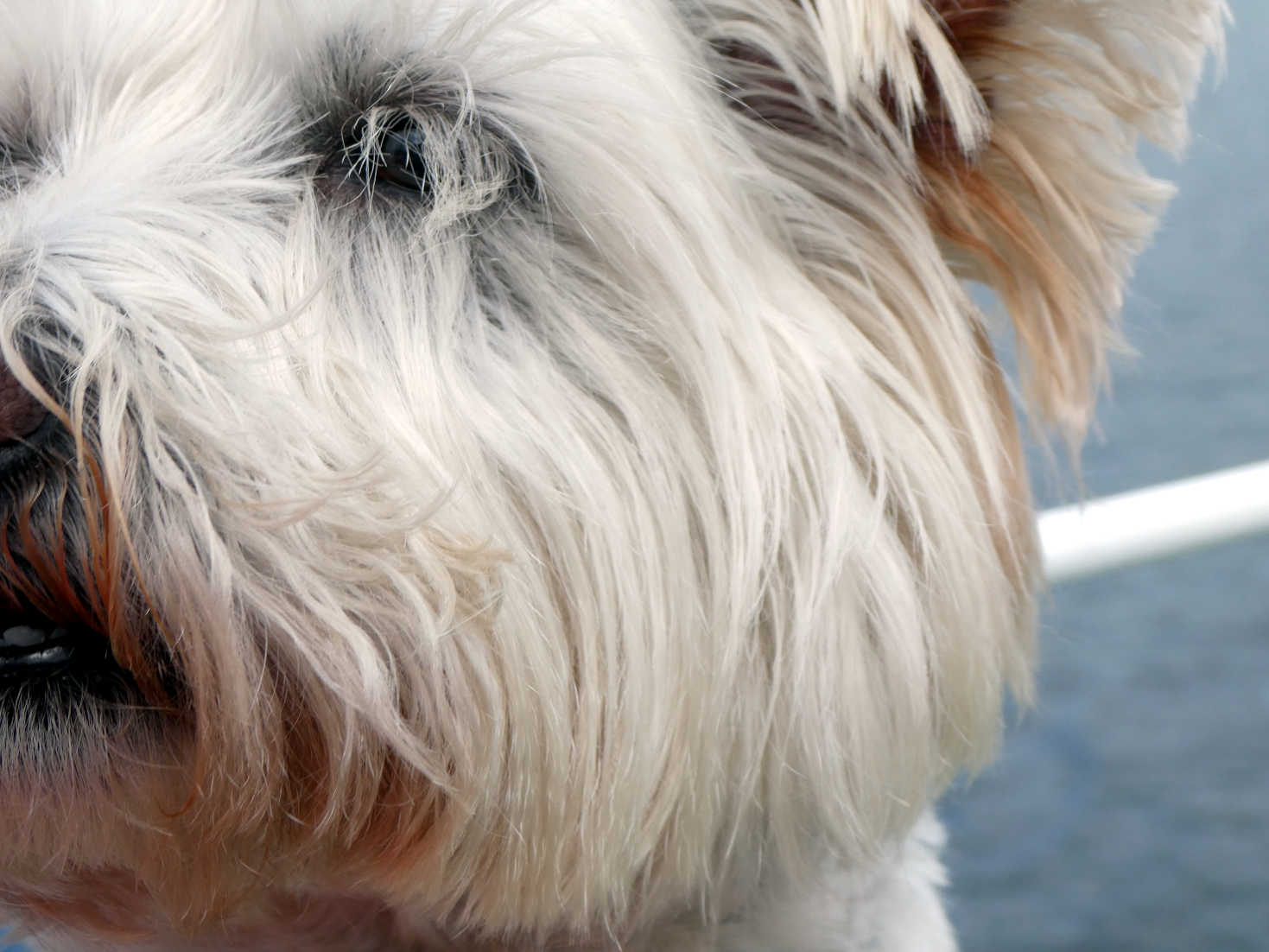 Poppy the Westie gets close