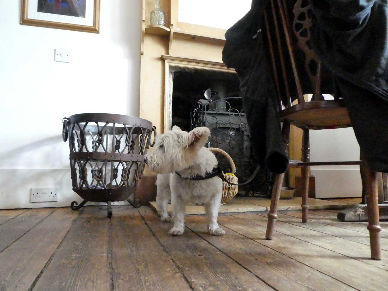 Poppy the Westie in the Colintraive Hotel