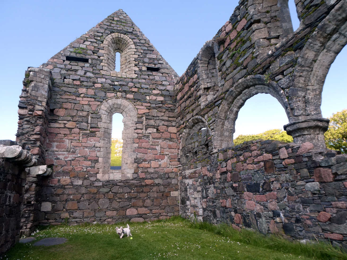Poppy the Westie in the old nunnery on Iona