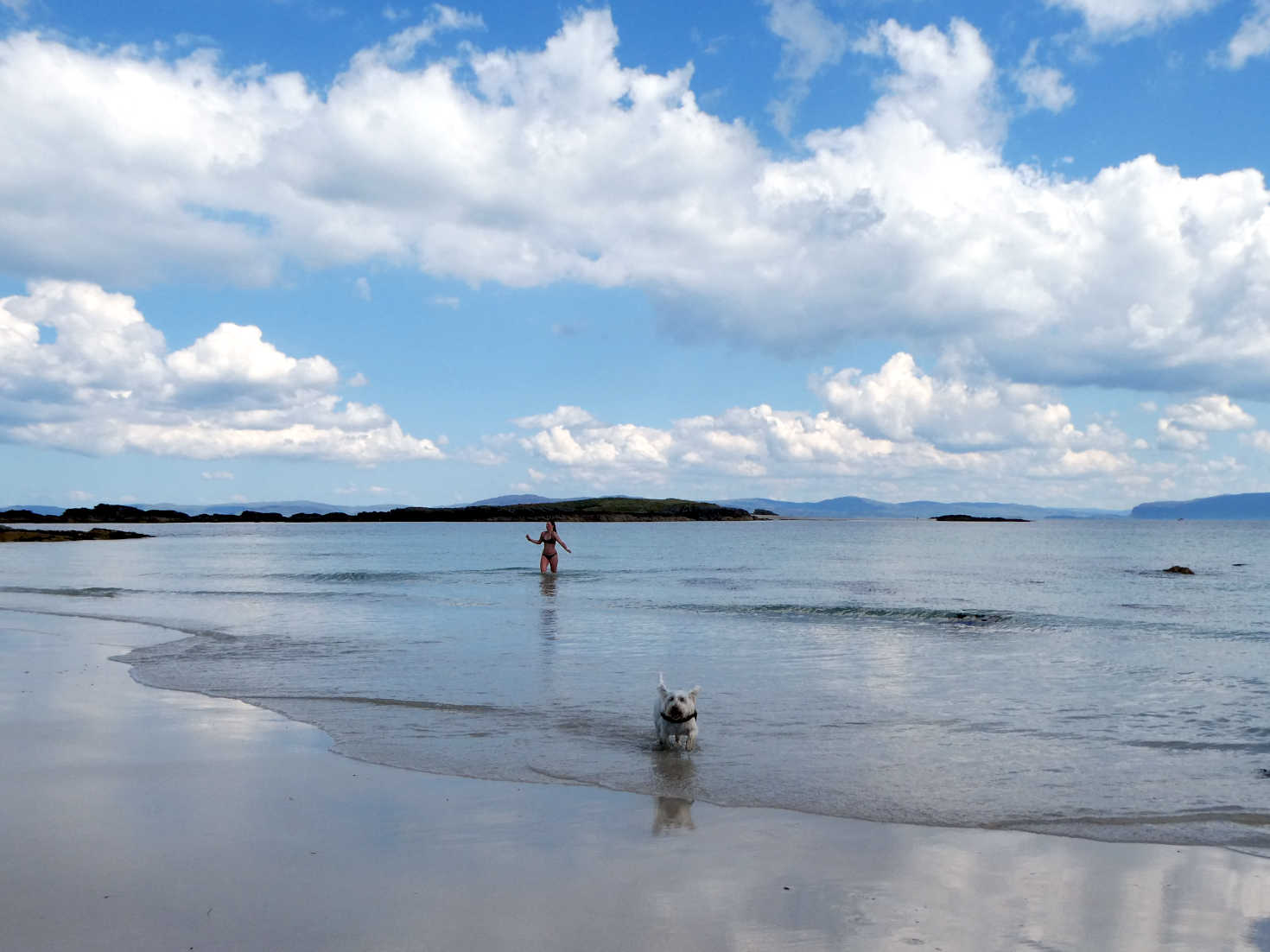 Poppy the Westie in water at Iona