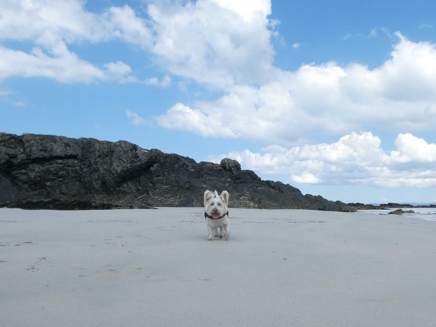 Poppy the Westie looking for ball on Iona