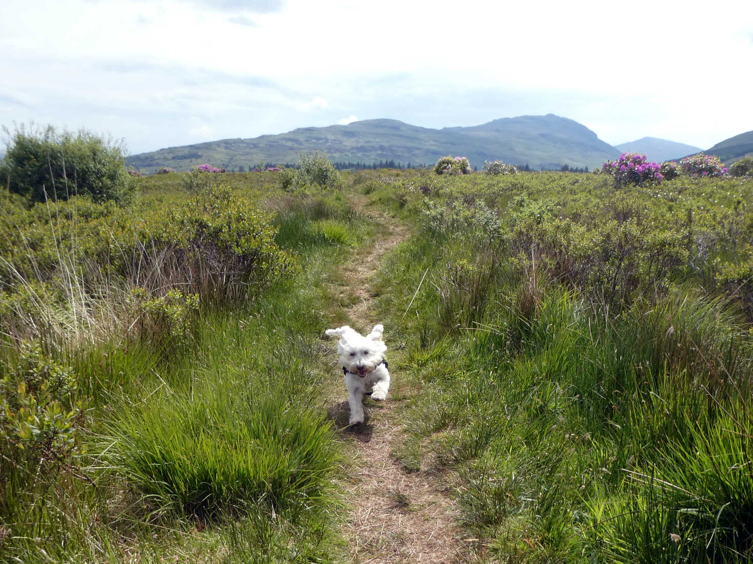 Poppy the Westie looking for the shore path Salen on Mull