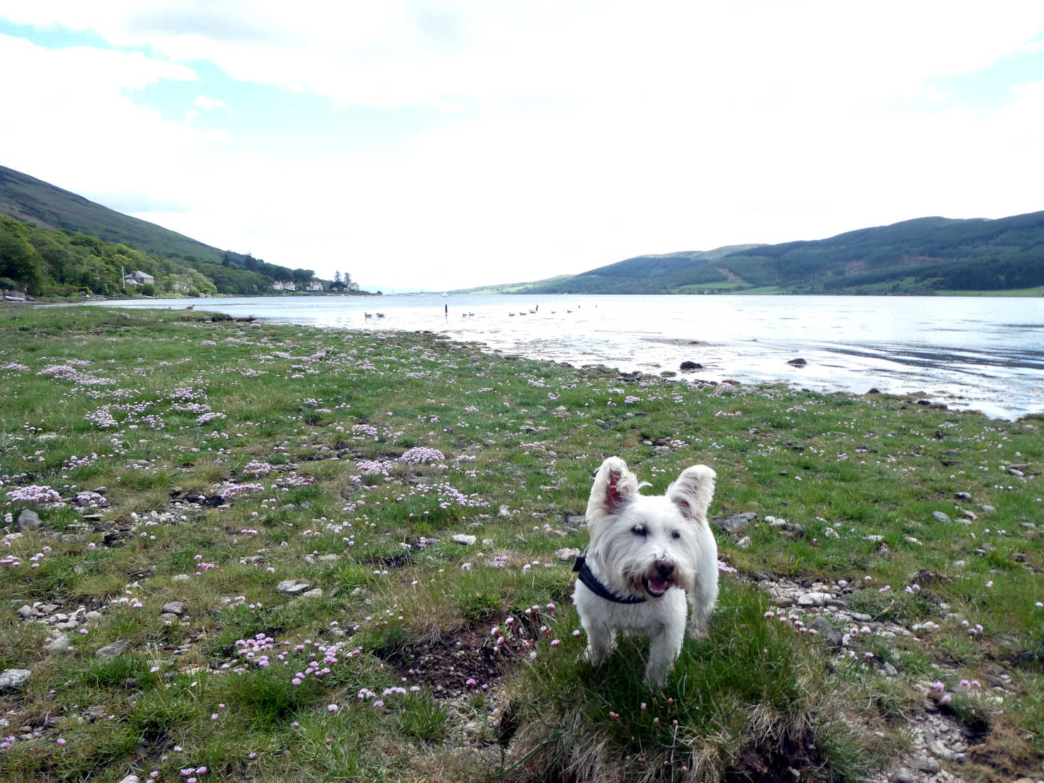 Poppy the Westie next to Kyles of Bute