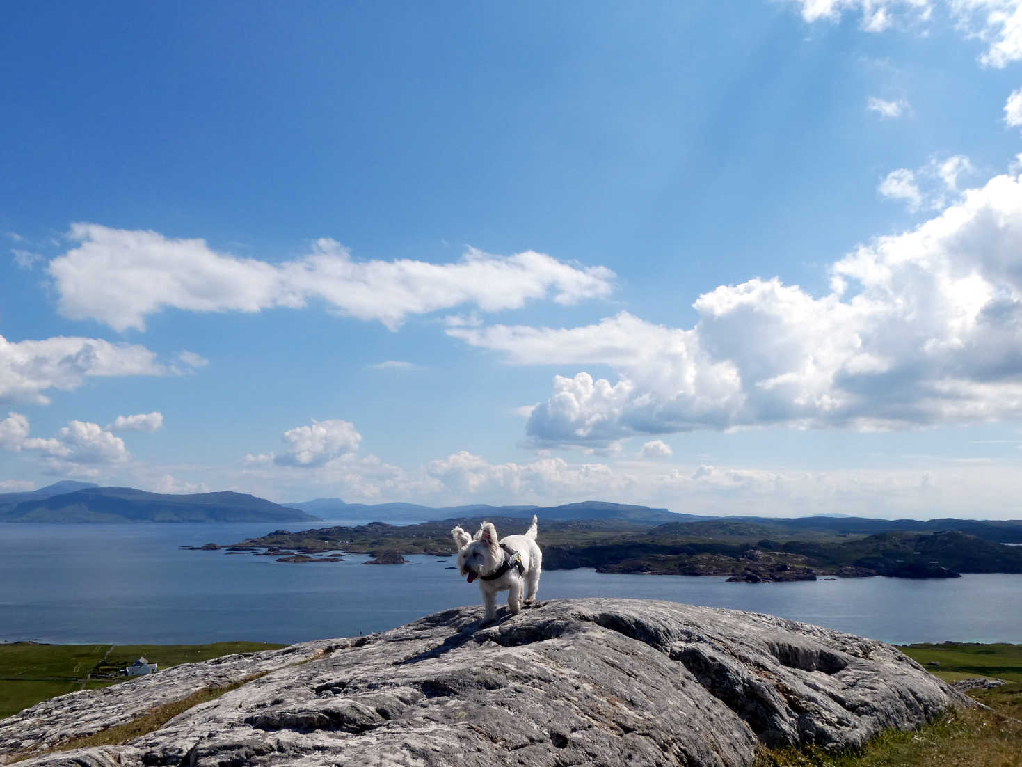 Poppy the Westie on Dun I with Mull in background