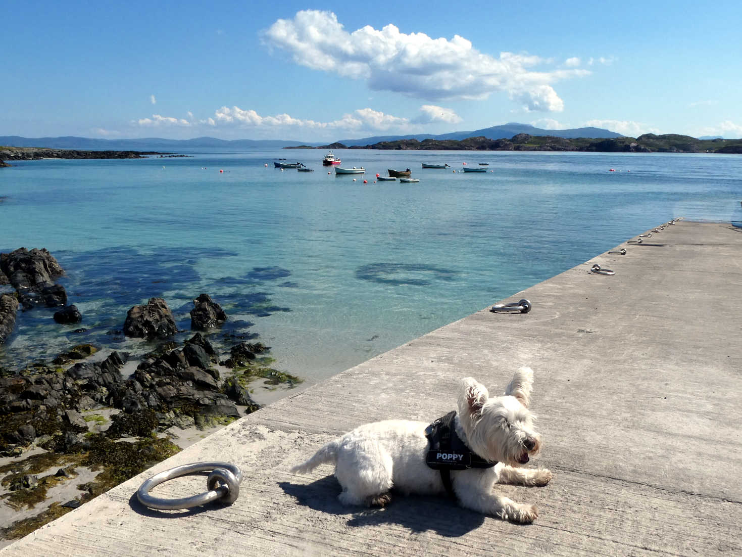 Poppy the Westie on Iona pier